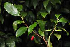 Erythroxylum lanceolatum